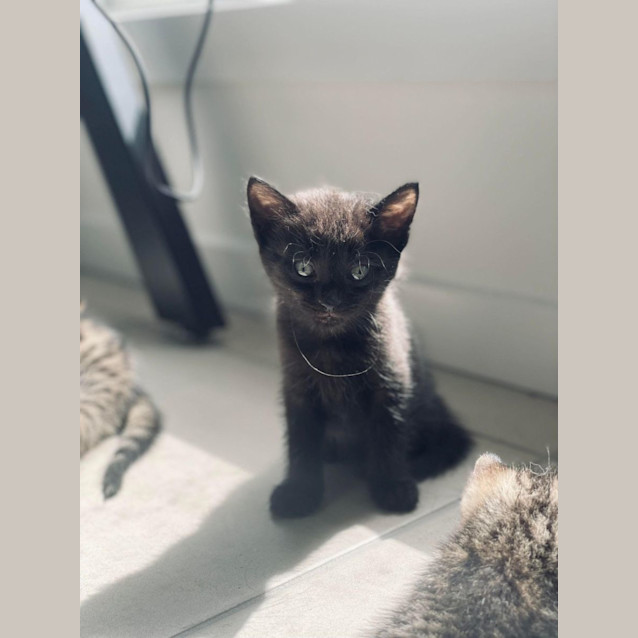 Photo of Binx
