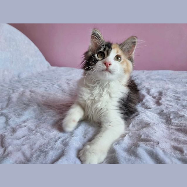 Photo of Ginger