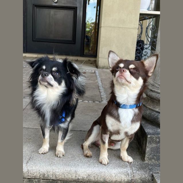 Photo of Panda & Tachi 