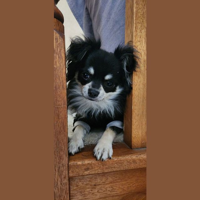 Photo of Panda & Tachi 