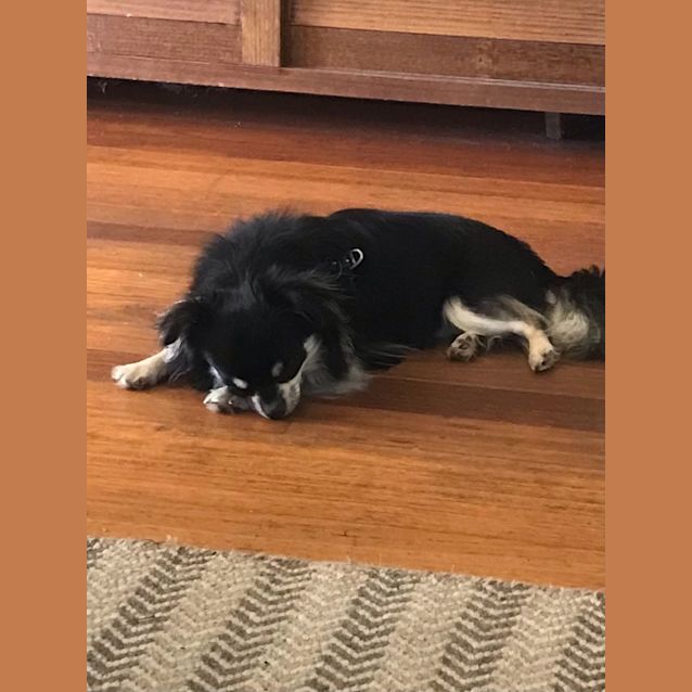 Photo of Panda & Tachi 