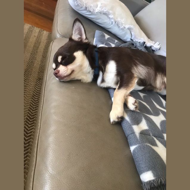 Photo of Panda & Tachi 