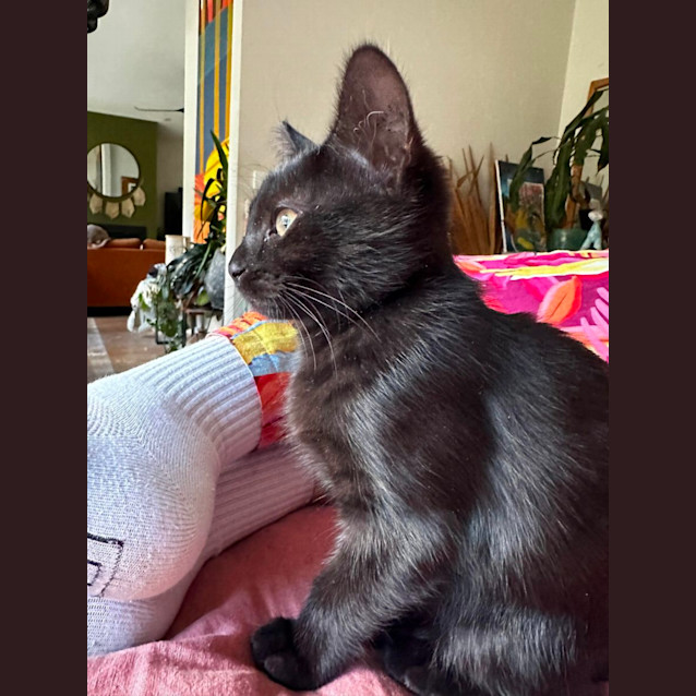 Photo of Starfire **2nd Chance Cat Rescue*