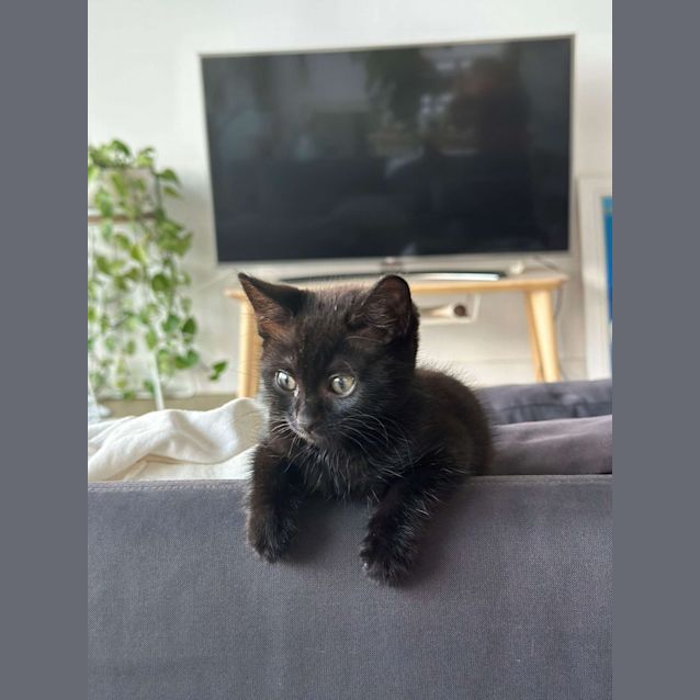 Photo of Geralt  (Available From Petstock Milperra)