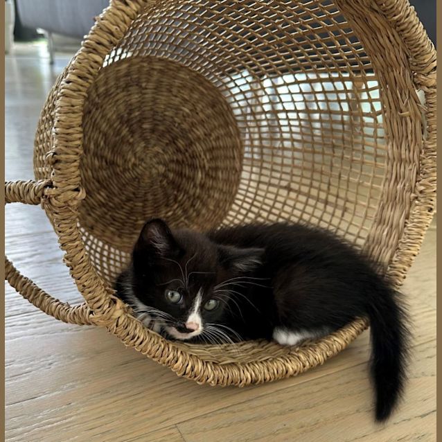 Photo of Triss  (Available From Petstock Milperra)