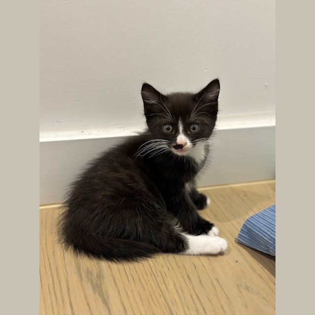 Photo of Triss  (Available From Petstock Milperra)