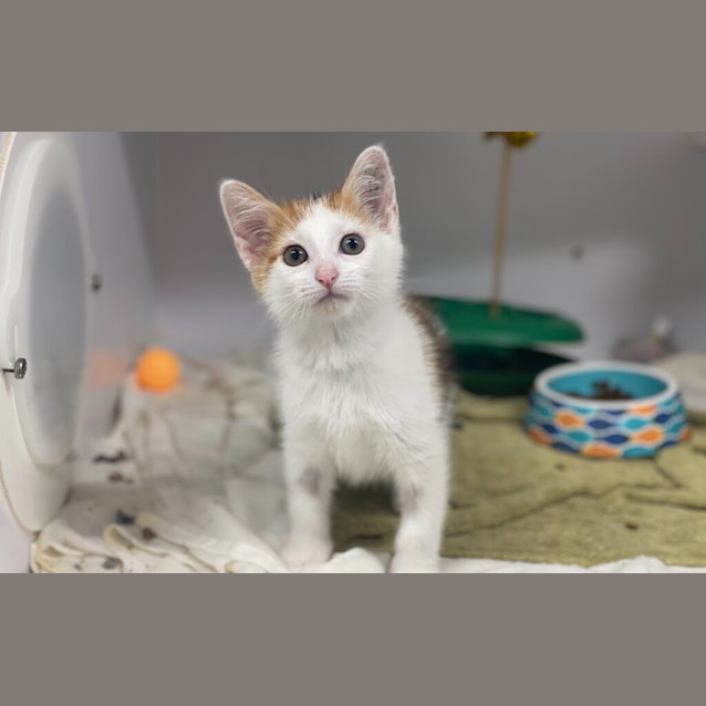 Photo of Piper
