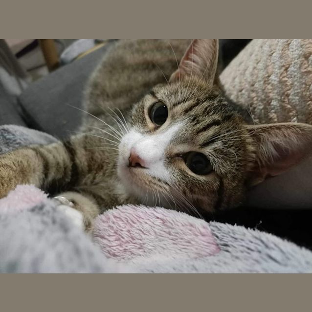 Photo of Biscuits Meet Me At Petstock Mornington Nepean Hwy