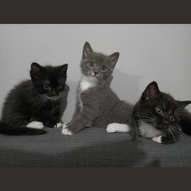 Photo of Monte Carlo Meet Me At Petstock Morningtonnepeanhwy