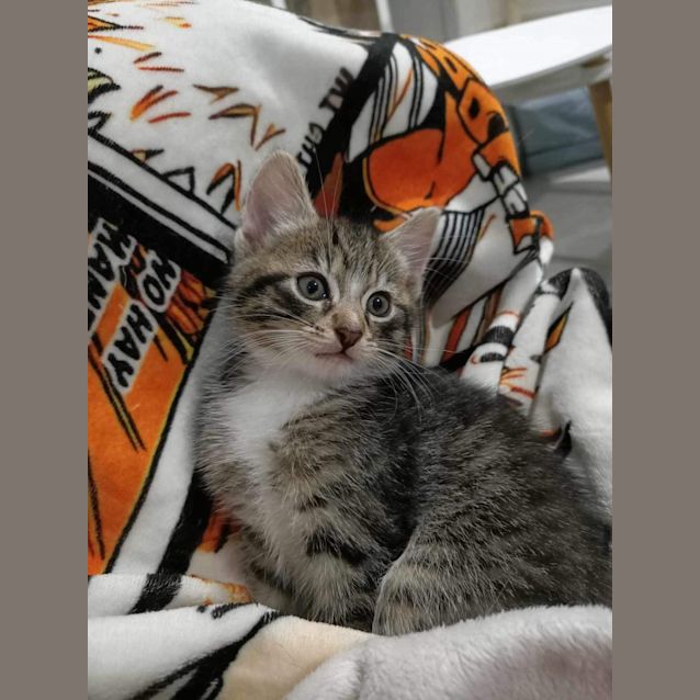 Photo of Butternutt Meet Me At Petstock Mornington Nepean Hwy