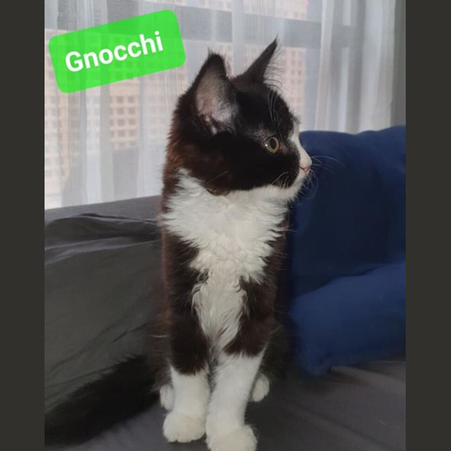 Photo of Gnocchi