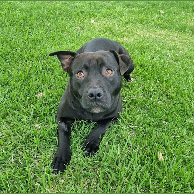 Photo of Pebbles 