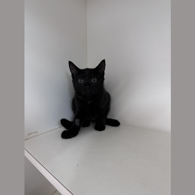 Photo of Merry