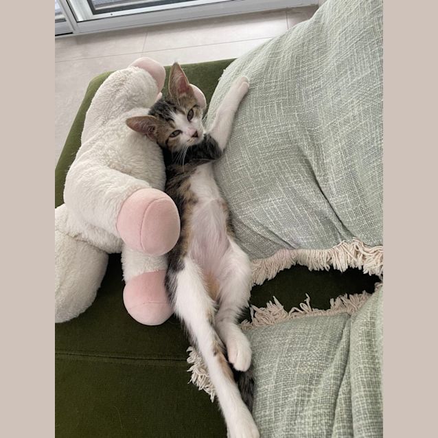 Photo of Itty Bitty
