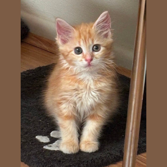 Photo of Calippo