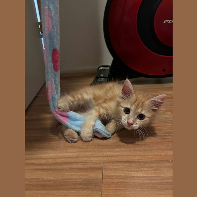 Photo of Calippo