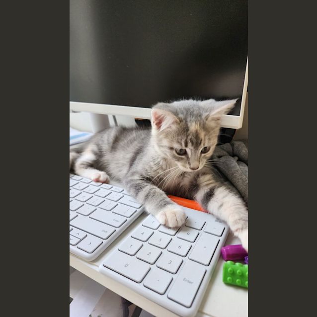 Photo of Gracie