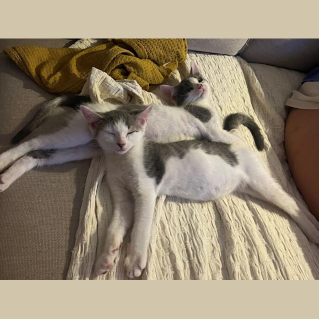 Photo of Pedro & Pepe Le Pew
