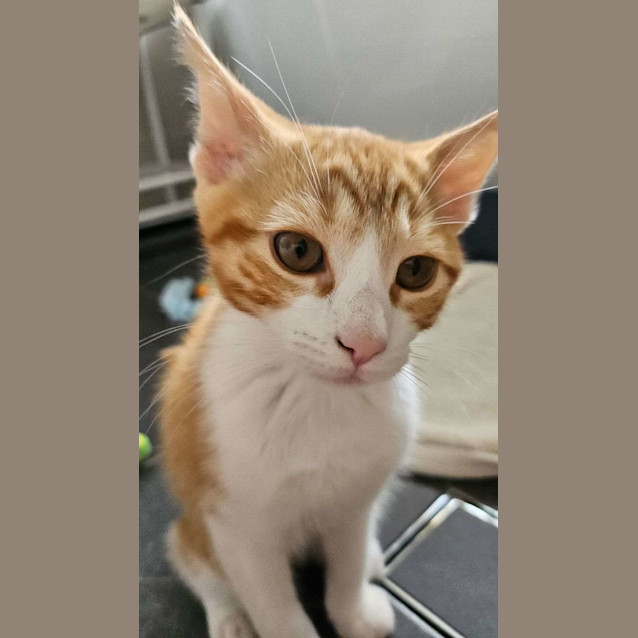 Photo of Blitzen