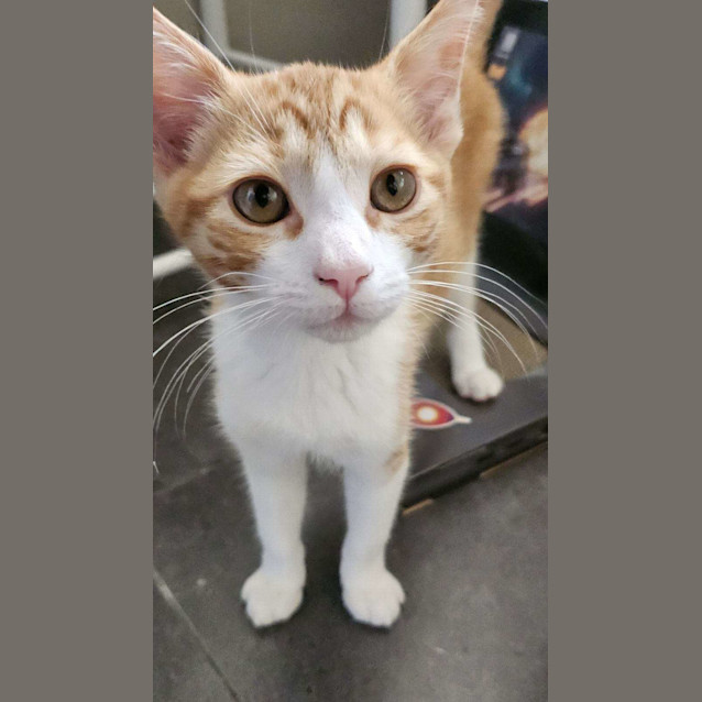 Photo of Blitzen