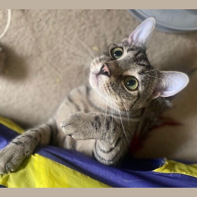 Photo of Tilly