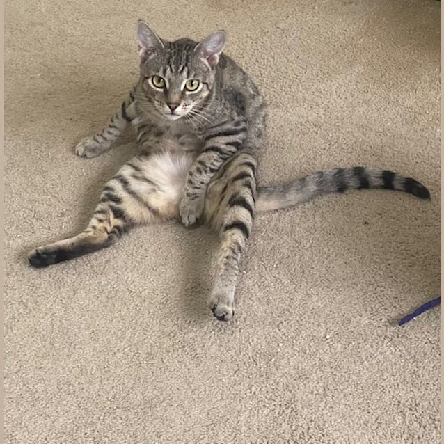Photo of Tilly
