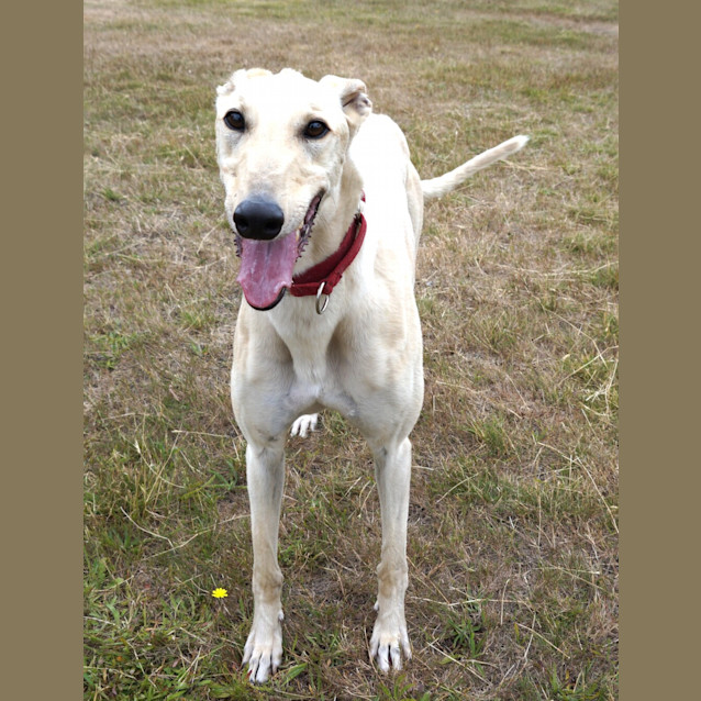 Photo of Casper