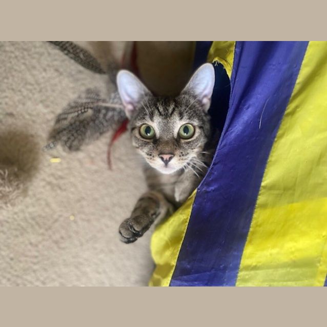 Photo of Tilly