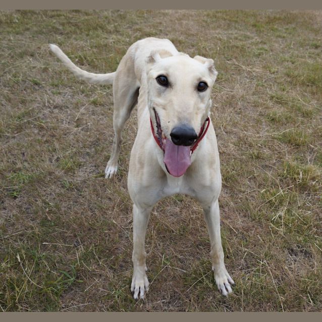 Photo of Casper
