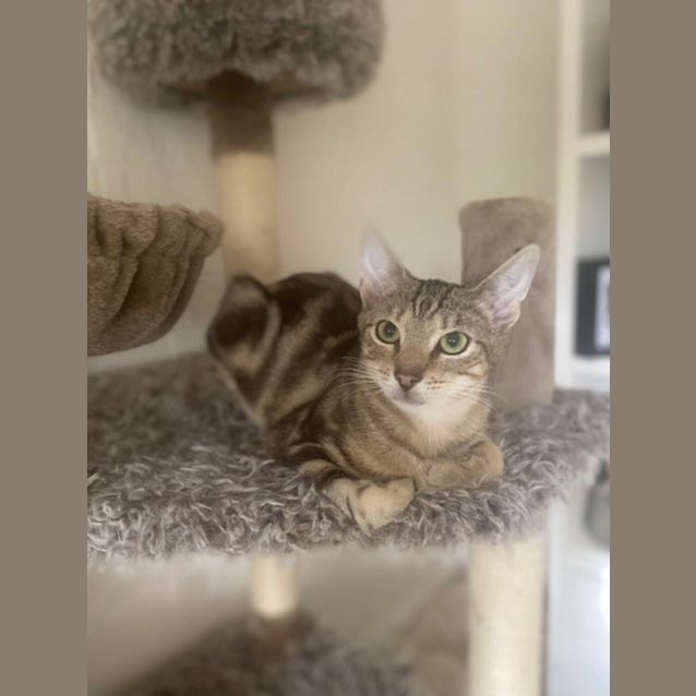 Photo of Toby