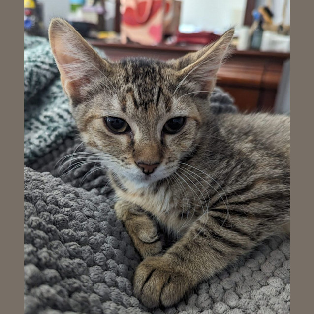 Photo of Tink