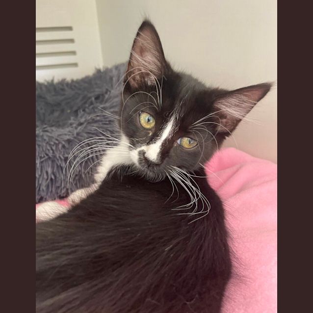Photo of Comet