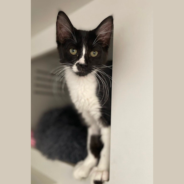 Photo of Comet