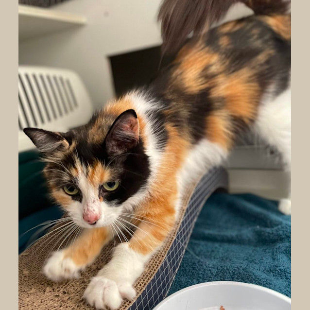 Photo of Emmy