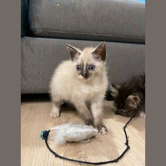 Photo of Chalk & Cheese (Available From Petstock Kingsford)