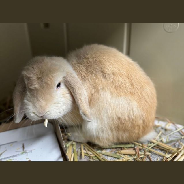 Photo of Nibbles