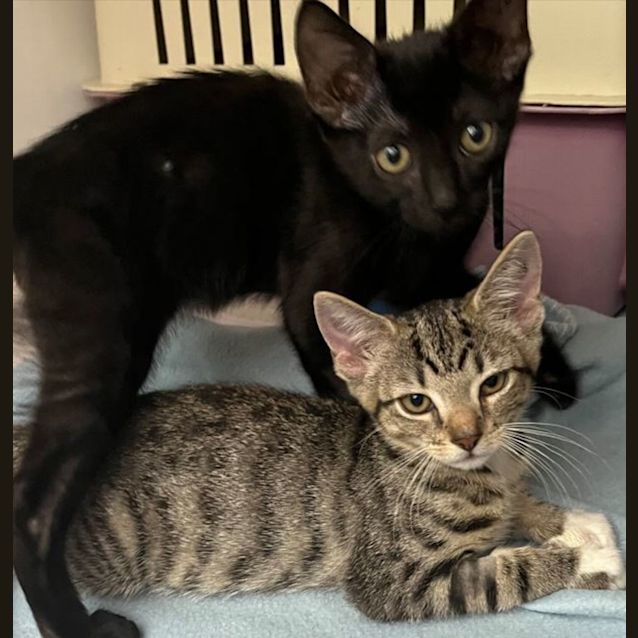 Photo of Jack & Clara (Available From Petstock Engadine)