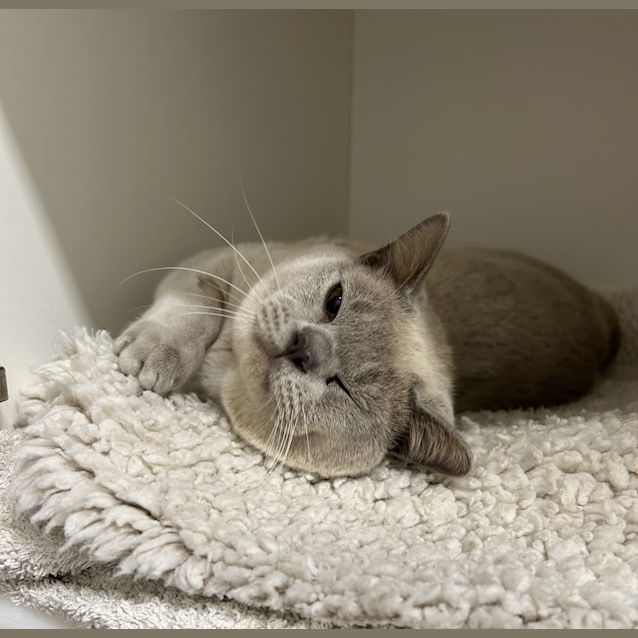 Photo of Mr Sasha Velour