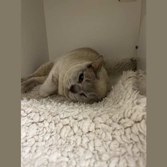 Photo of Mr Sasha Velour