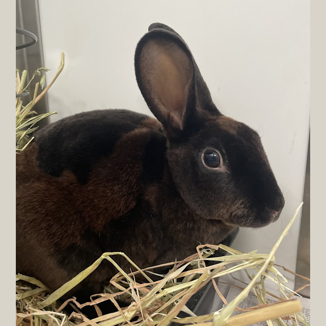Photo of Echo
