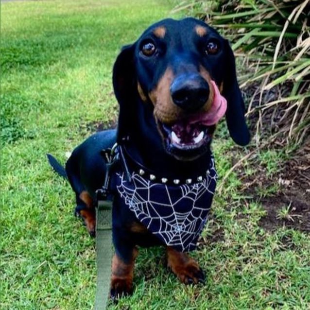 Photo of Frankenstein