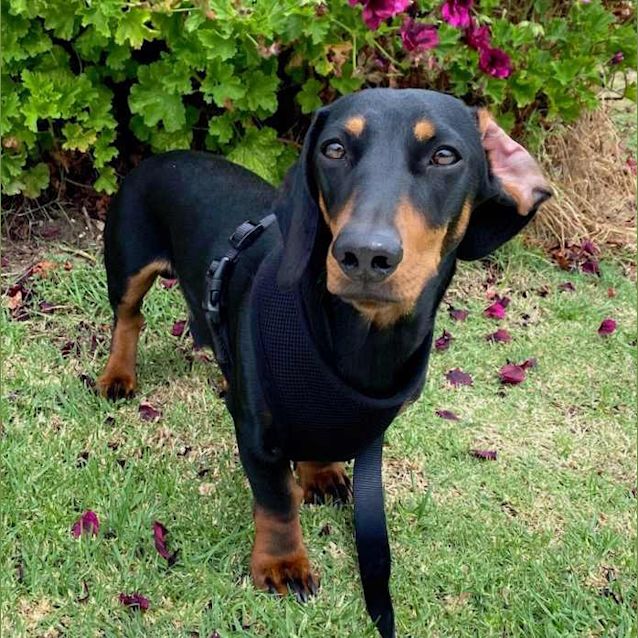 Photo of Frankenstein