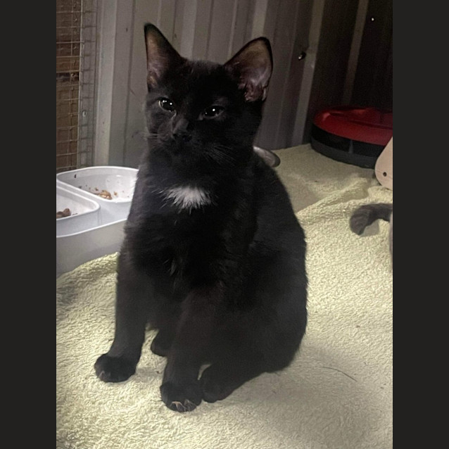 Photo of Binx