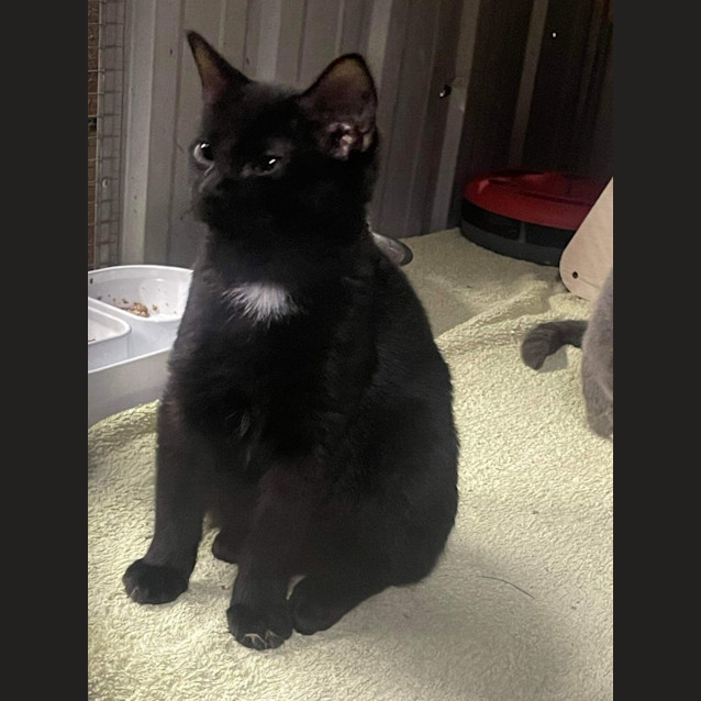 Photo of Binx