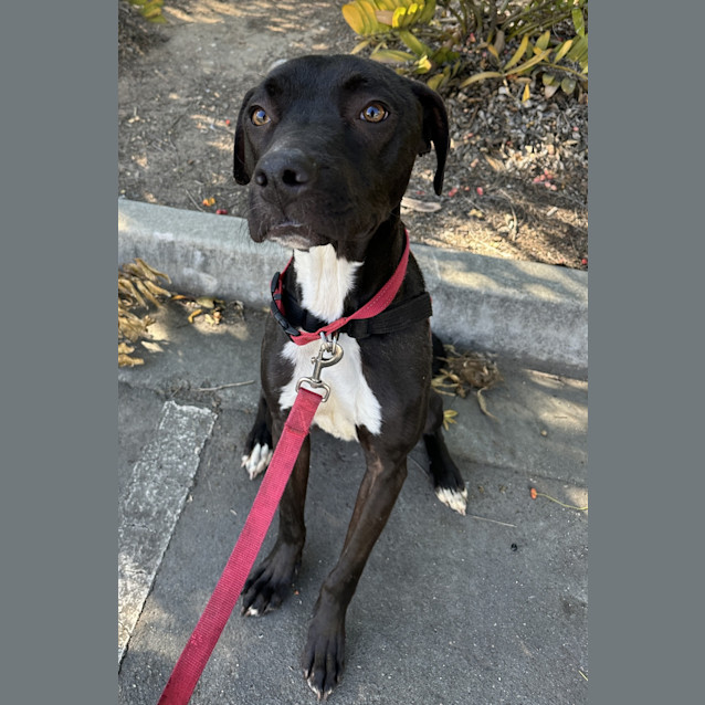 Photo of Samson 