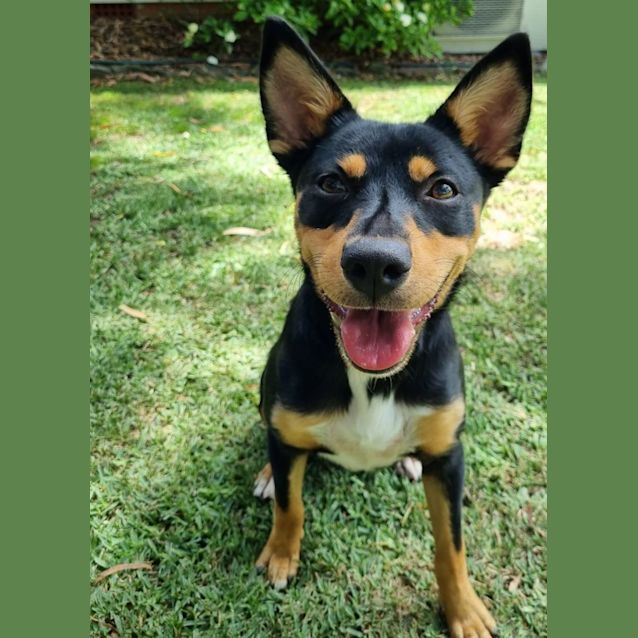 Whippet Cross Fox Terrier Cross Kelpie Jack Russell Cross Kelpie 2025 - Main Image