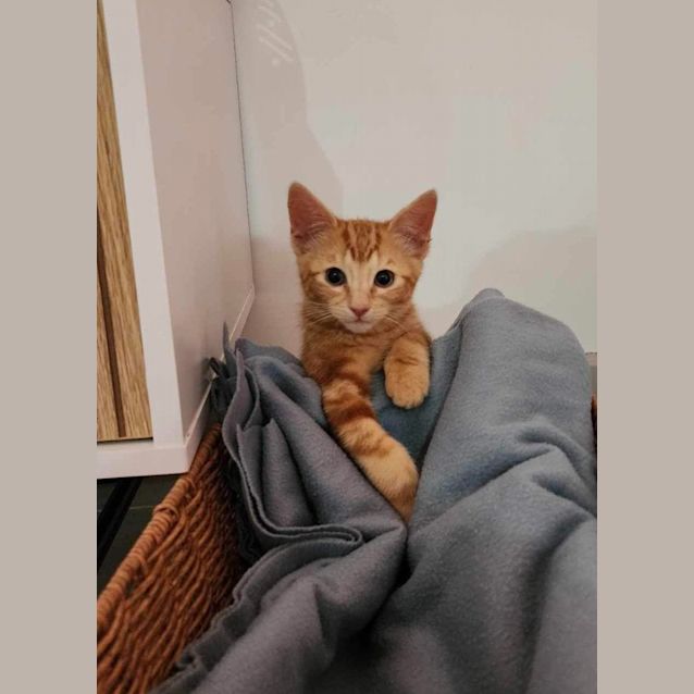 Photo of Hattie