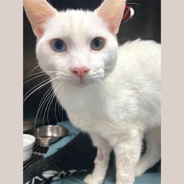 Photo of Yeti