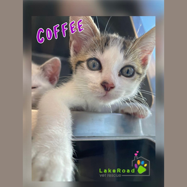 Photo of Coffee