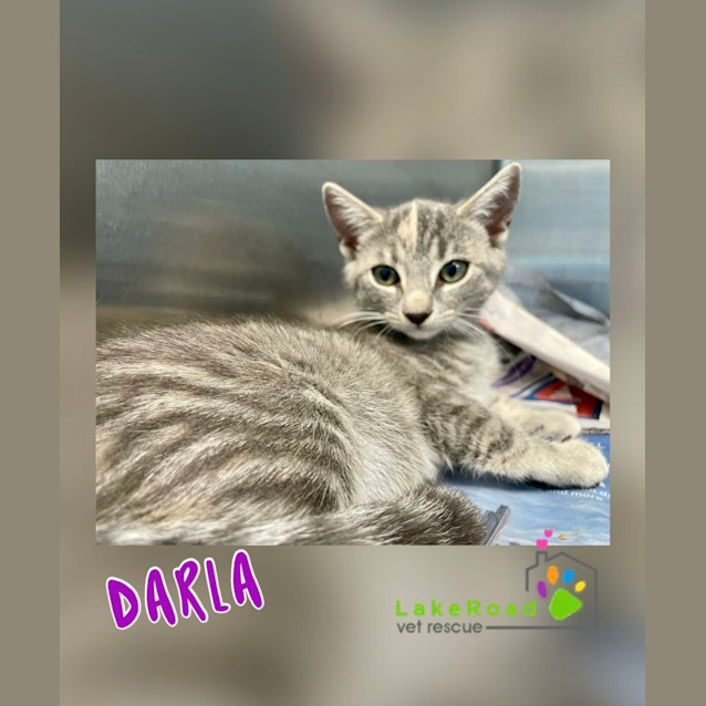 Photo of Darla